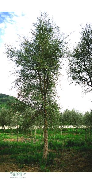 Quercus suber - Kork Eiche, solitär