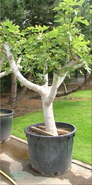 Ficus carica - Echte Feige, Kübelpflanze XXL