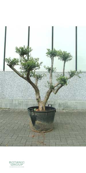 Olea europea Bonsai - Olivenbaum