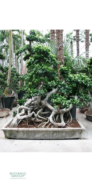 Landschaft - Ficus microcarpa, Ficus bonsai