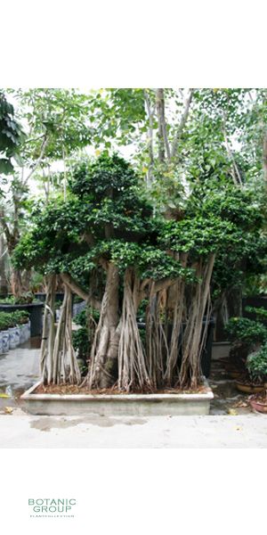 Ficus microcarpa - Ficus bonsai Landschaft