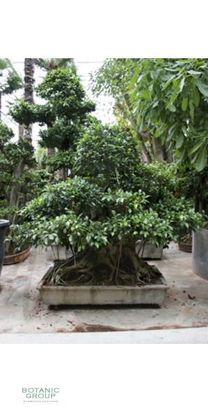 Ficus nitida bonsai - Innenbonsai