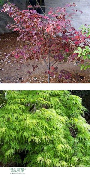 Acer japonicum Aconitifolium - Fernleaf Fullmoon Maple