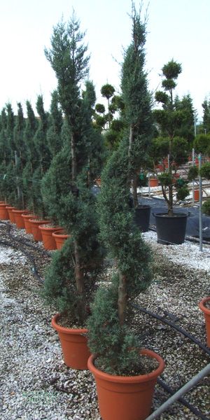 Cupressus macrocarpa Goldcrest- Monterey- Cypress, spiral