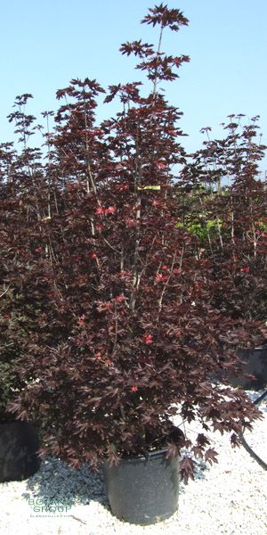Acer platanoides Crimson Sentry - Säulen Blut- Ahorn