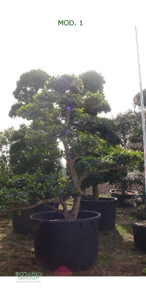 Camellia sasanqua - Gardenbonsai, Macrobonsai