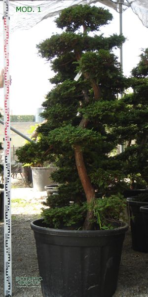 Chamaecyparis obtusa bonsai  Hinoki cypress