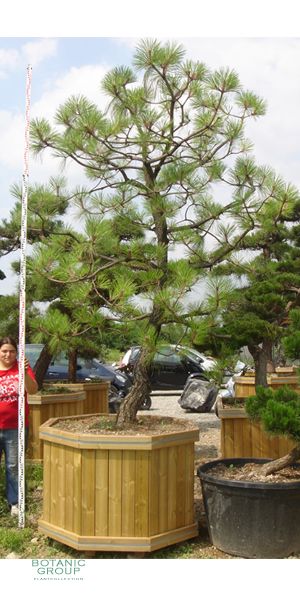 Pinus montezumae - Montezuma Pine, Gardenbonsai