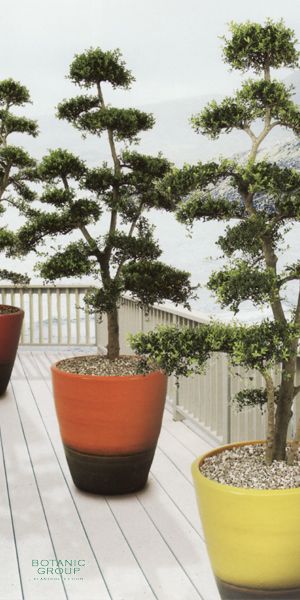 Ilex crenata Bonsai in a Planter - Gardenbonsai