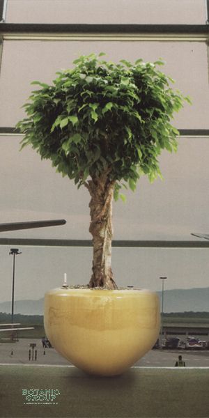 Ficus benjamina Columnar in a Ceramic Planter