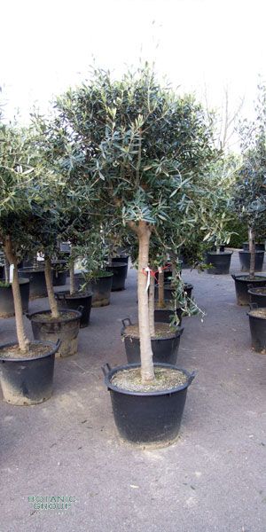 Olea europea - Olivenbaum Kugel auf Stamm