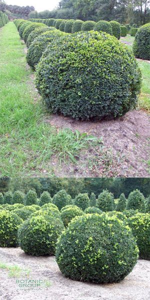 Buxus sempervirens arborescens - Kugel- Schnitt