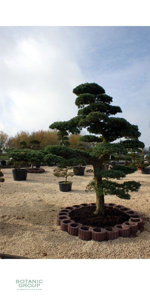 Pinus pentaphylla Bonsai - Japanischer Gartenbonsai