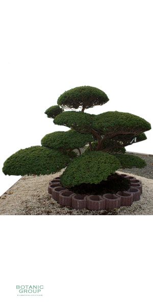 Taxus cuspidata Bonsai - Japanischer Gartenbonsai