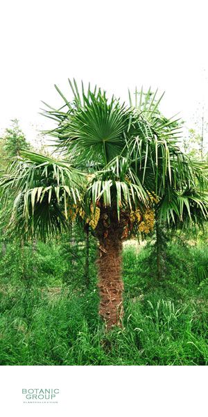 Trachycarpus fortunei - Chinesische Hanfpalme