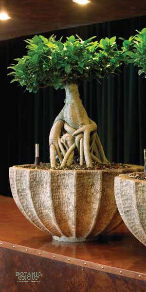Ficus microcarpa ginseng in a Planter