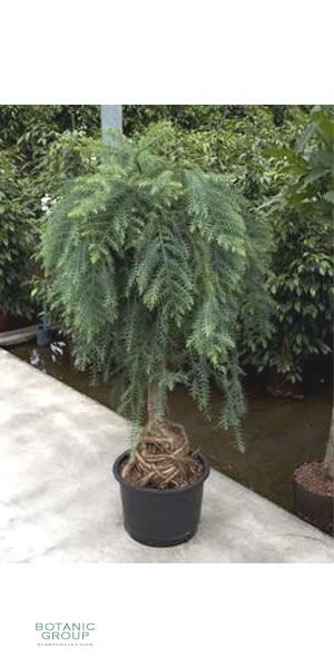 Araucaria cunninghamii - Neuguinea-Araukarie, Zimmerpflanze