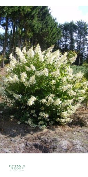 Hydrangea macrophylla Mathilde - Gartenhortensie, Solitärpflanze