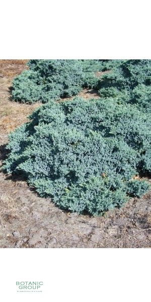 Juniperus squamata Blue Carpet - Blauer Kriech-Wacholder