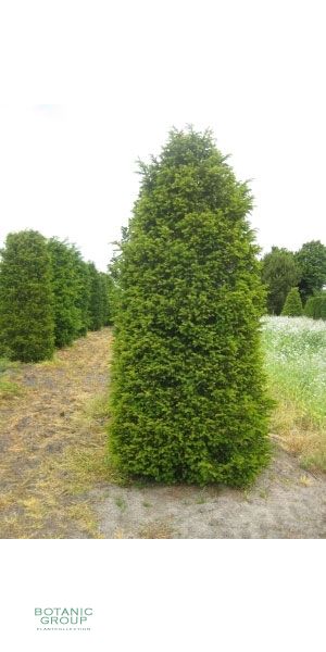 Taxus baccata -  European Yew Column