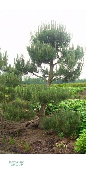 Pinus sylvestris Norske Pre Bonsai - Garten Bonsai Vorschnitt
