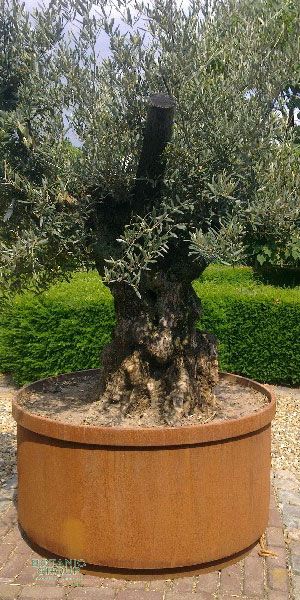 Olea europea - Olive tree in a corten steel container