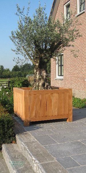 Olea Europea Olive Tree In A Corten, Large Wooden Planters For Olive Trees