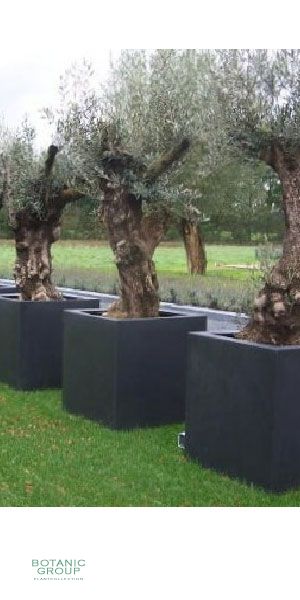 Olea europea - Olive tree in a Glass-reinforced plastic planter