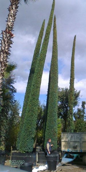 Cupressus semp. Pyramidalis - Mediterranean Cypress XXL GIGANT