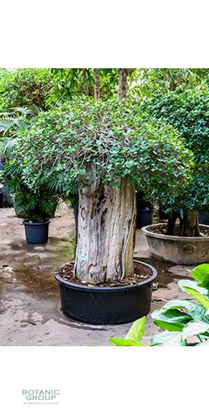 Ficus panda Stammwuchs extra