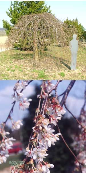 Prunus subhirtella Pendula