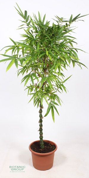Bambusa ventricosa - Buddhas-belly bamboo