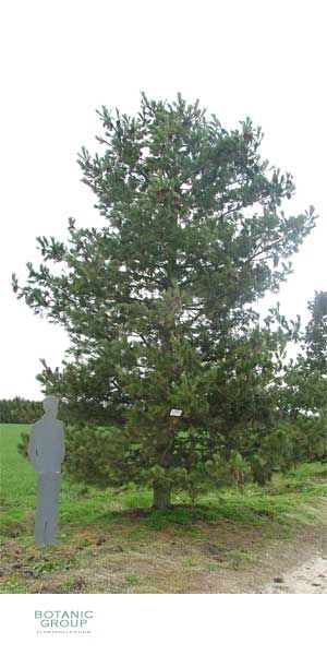 Pinus peuce - Balkan pine or Macedonian pine