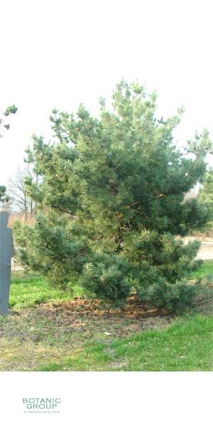 Pinus sylvestris Glauca - Blue Pine
