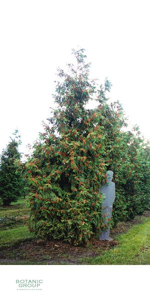Thuja plicata Excelsa - Riesen Lebensbaum