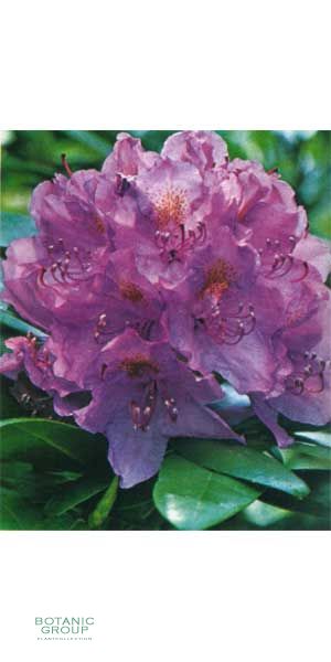 Rhododendron - Catawbiense Boursault Grandiflorum