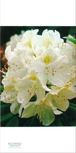 Rhododendron - Cunninghams White