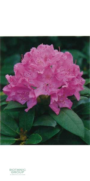 Rhododendron - English Roseum