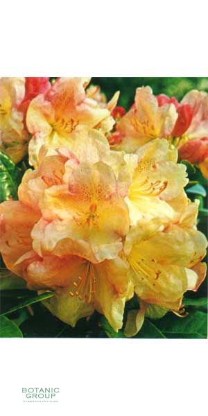 Rhododendron Lachsgold