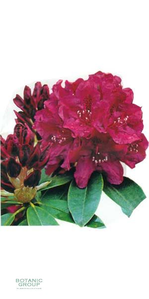 Rhododendron - Old Port