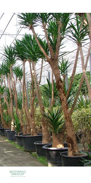 Yucca aloifolia - Dagger Plant / Spanish bayonet