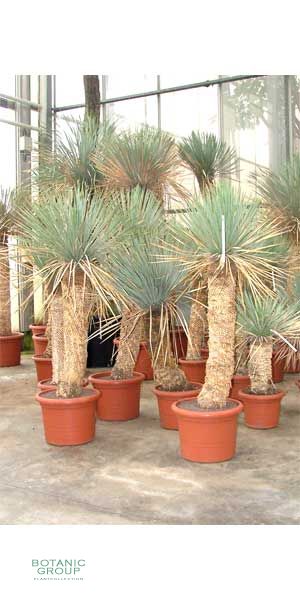 Yucca rostrata - Freilandyucca