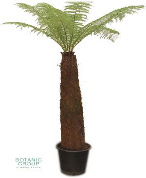 Dicksonia antarctica - Soft Tree-fern