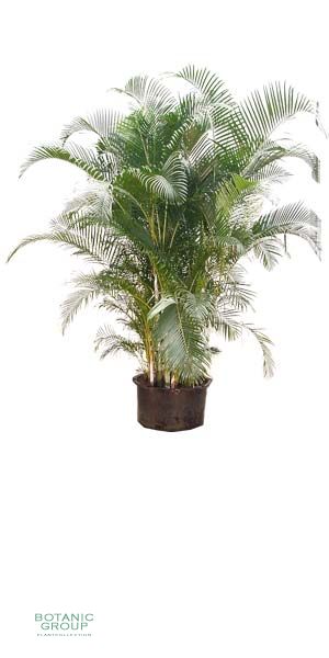 Chrysalidocarpus lutescens - Areca Palme, Goldfrucht Palme
