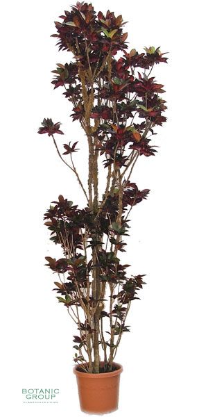 Codiaeum variegatum var. pictum