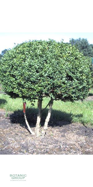 Buxus sempervirens arborescens - Buxusbaum