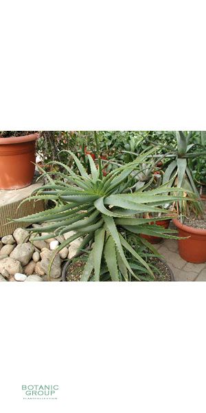 Aloe arborescens - Kaktus