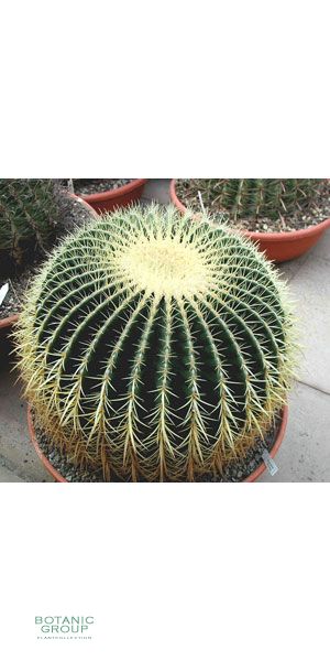 Echinocactus grusonii - Kaktus