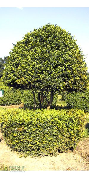 Buxus sempervirens arborescens - Buxusbaum