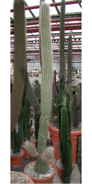 Oreocereus celsianus - Kaktus